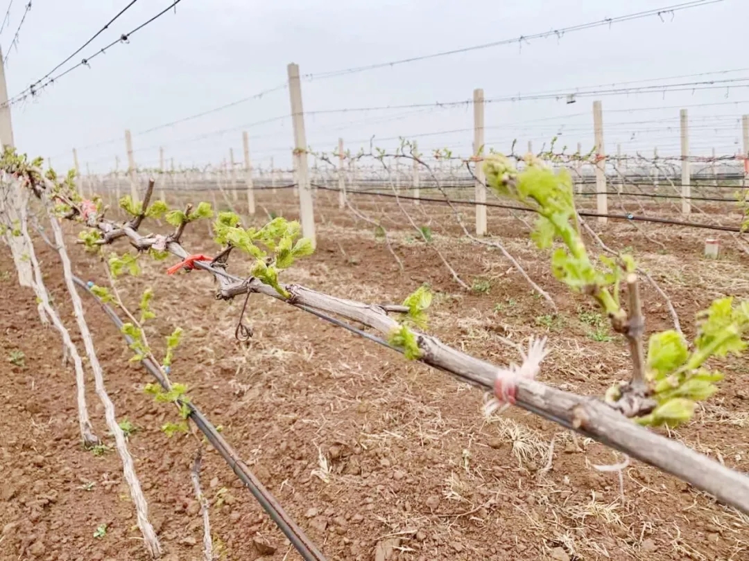 清明 ▎芳原綠野，春入園林